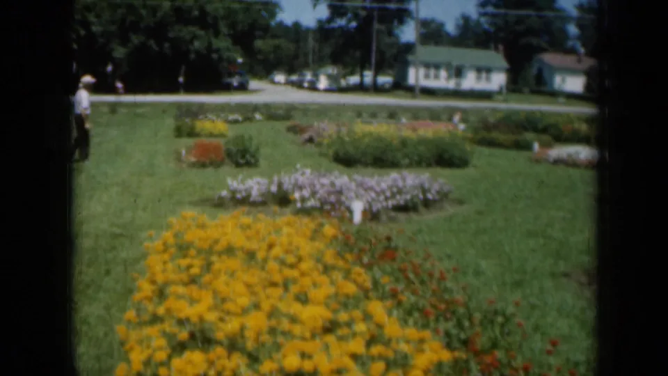 1961 Missouri garden display with yellow and purple flower beds, a distant visitor, parked cars, houses, and trees beyond the lawn.