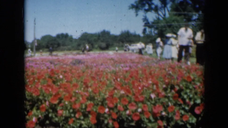Low 8mm view across red and pink flower beds at a Missouri garden expo, with visitors in light clothing and cars in the distance.