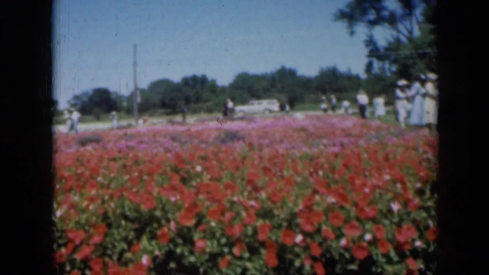 1961 Missouri frame showing a red flower bed from a low angle, with visitors in hats and dresses, a white car, trees, and open sky.