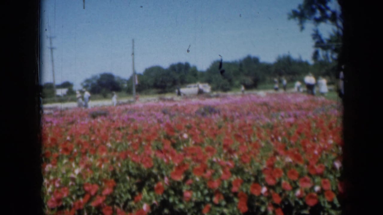 1961 Missouri 8mm frame showing red and pink flowers in the foreground, with people, a road, trees, and utility poles beyond.