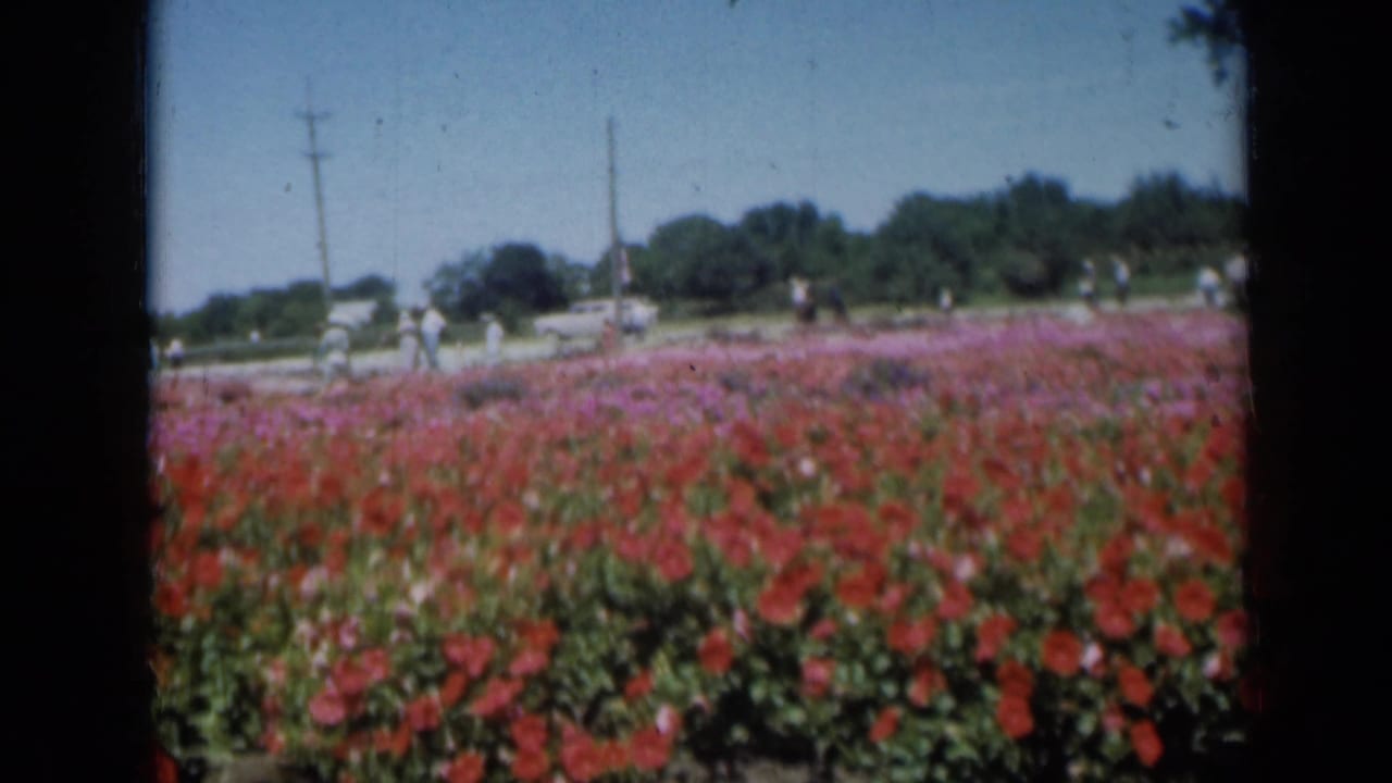 Flower field with a light-colored car and people along the road in the background.
