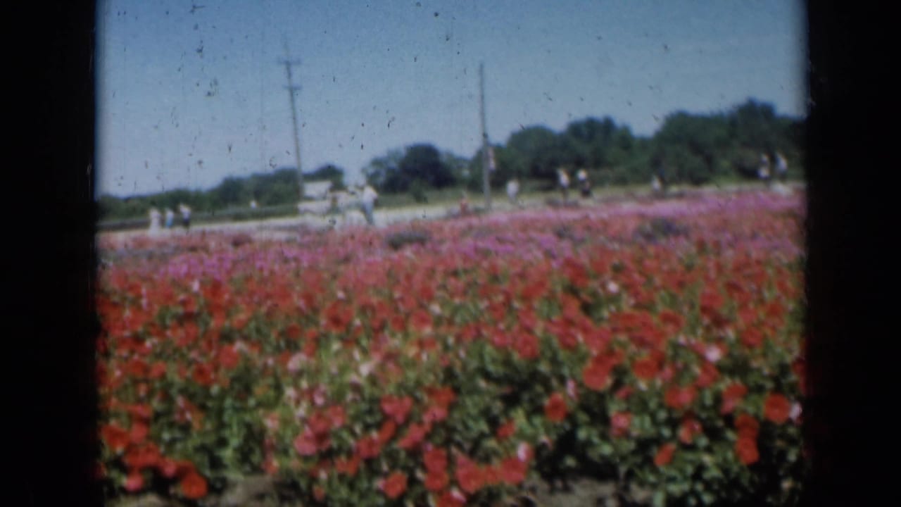 1961 Missouri 8mm frame looking over red and pink blooms toward distant visitors, a roadside, trees, and utility poles under a blue sky.