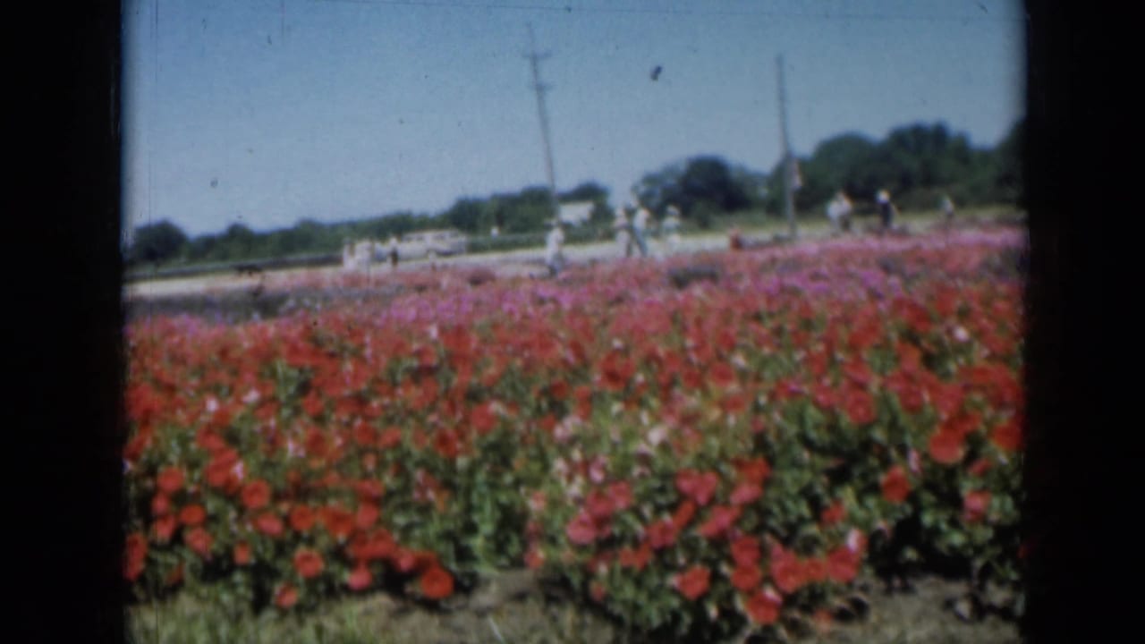 1961 Missouri frame showing a roadside field of red and pink flowers with distant walkers, utility poles, trees, and visible 8mm film borders.