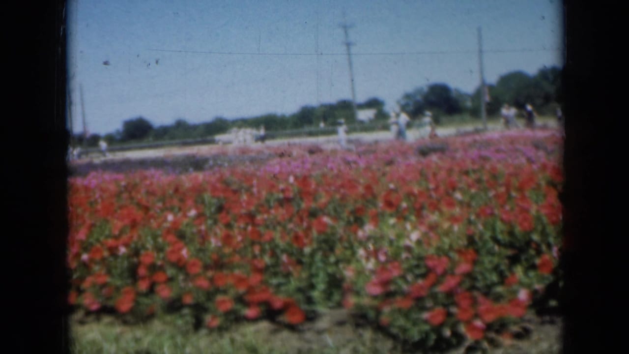 1961 Missouri 8mm frame showing red flower beds in a cultivated field, with distant visitors, utility poles, and dark film borders.