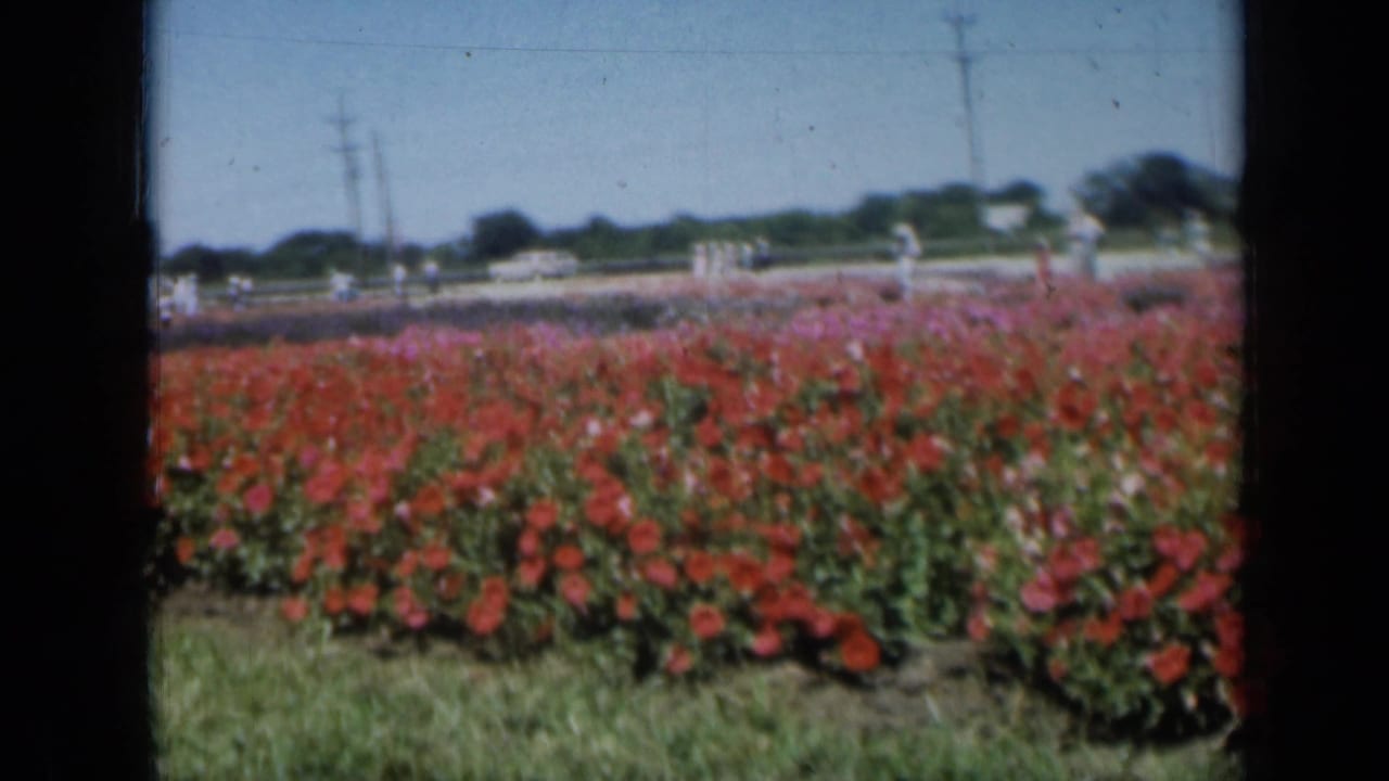 1961 Missouri home-movie view across red and pink flower beds, with distant visitors and a white vehicle near the horizon.