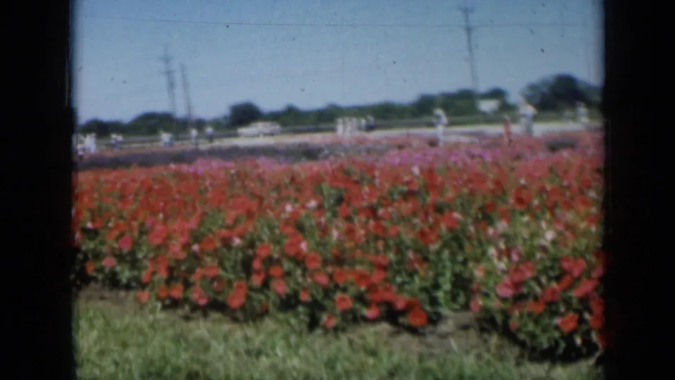1961 Missouri home-movie view across red and pink flower beds, with distant visitors and a white vehicle near the horizon.