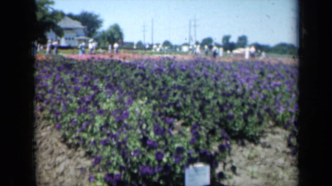 1961 Missouri 8mm frame of purple flower beds, low plant signs, distant visitors, and a house-like building at the left edge.