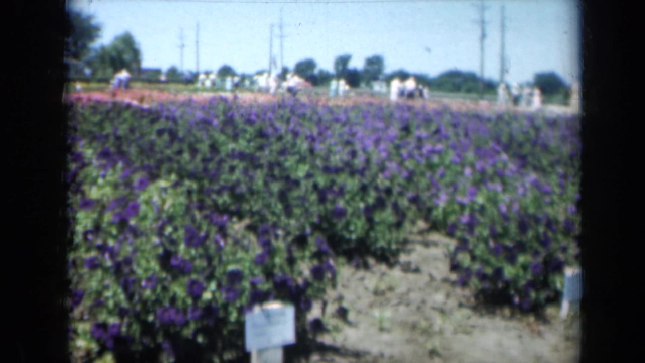 1961 Missouri home-movie frame showing purple flower rows, a small foreground sign, distant visitors, utility poles, and soft 8mm color.