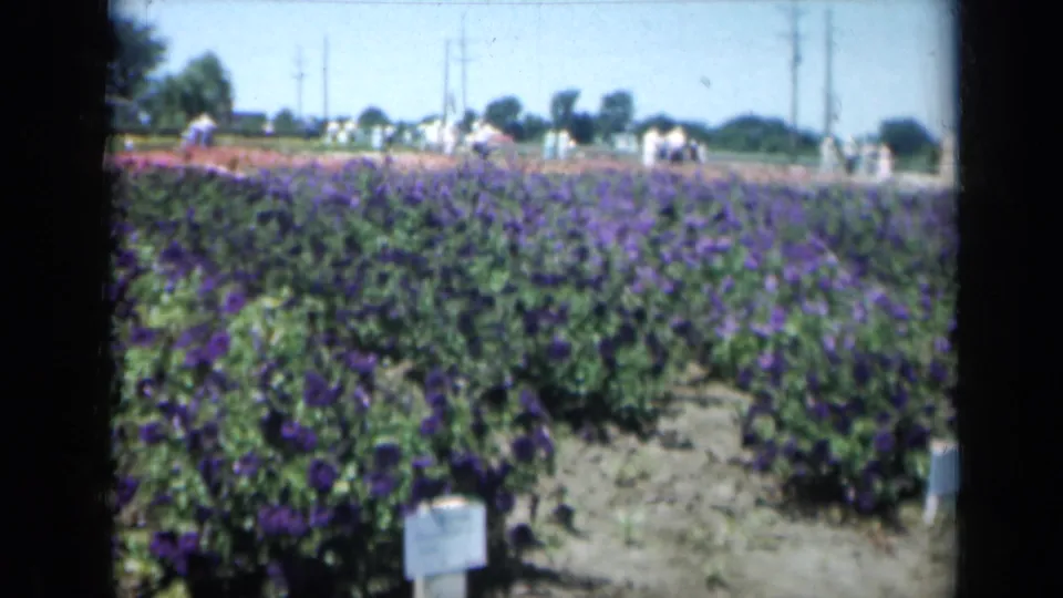 1961 Missouri home-movie frame showing purple flower rows, a small foreground sign, distant visitors, utility poles, and soft 8mm color.