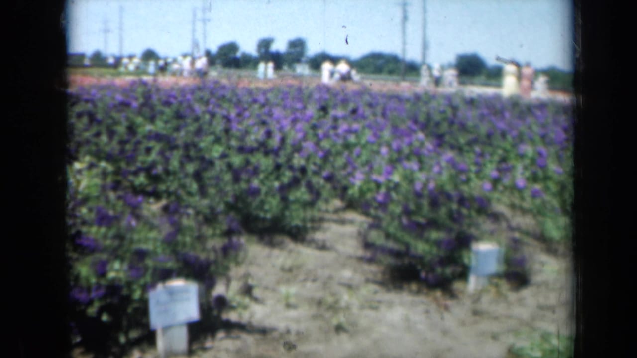 1961 Missouri 8mm frame showing purple flower rows, white plant markers, and distant visitors along the horizon.