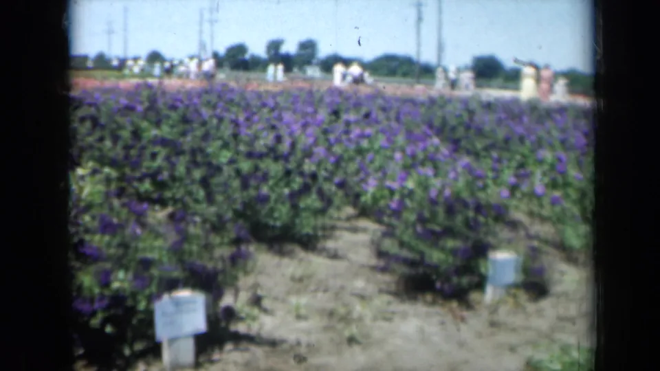 1961 Missouri 8mm frame showing purple flower rows, white plant markers, and distant visitors along the horizon.