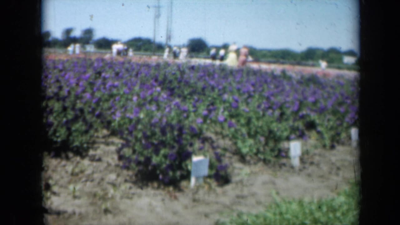 A soft 8mm view of a Missouri flower field in 1961, with purple blooms, plant labels, and people walking in the background.