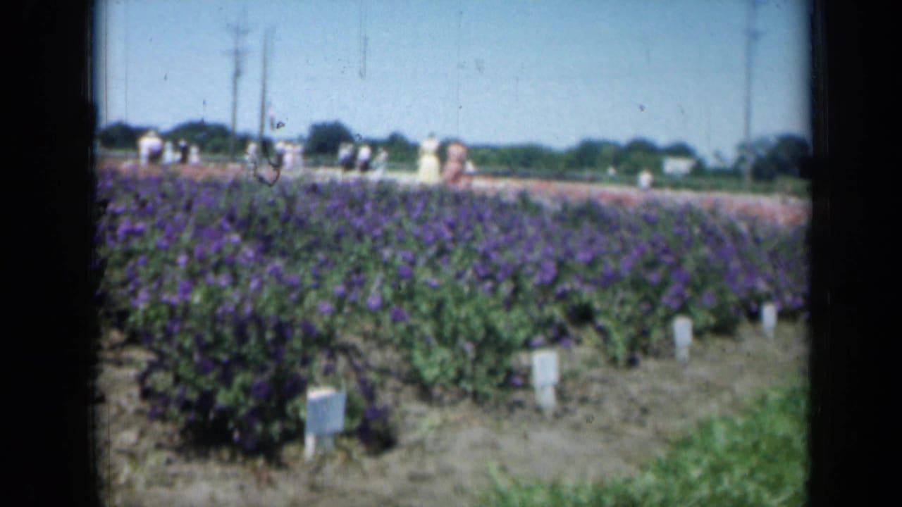 1961 Missouri home-movie frame with purple flower rows, white identification markers, and distant people near the horizon.