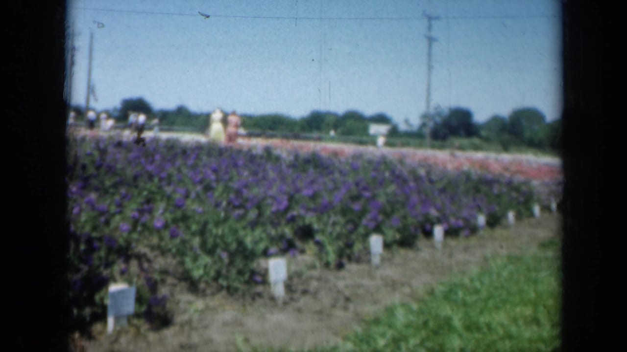 A 1961 Missouri 8mm frame shows purple flower beds, white row markers, distant visitors, trees, and utility poles.