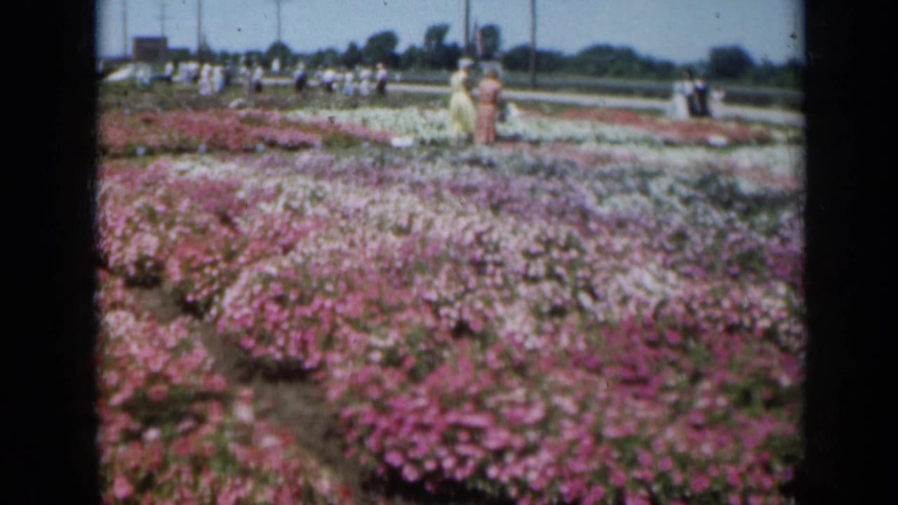 Women and other visitors walk among rows of pink, white, and purple flowers.