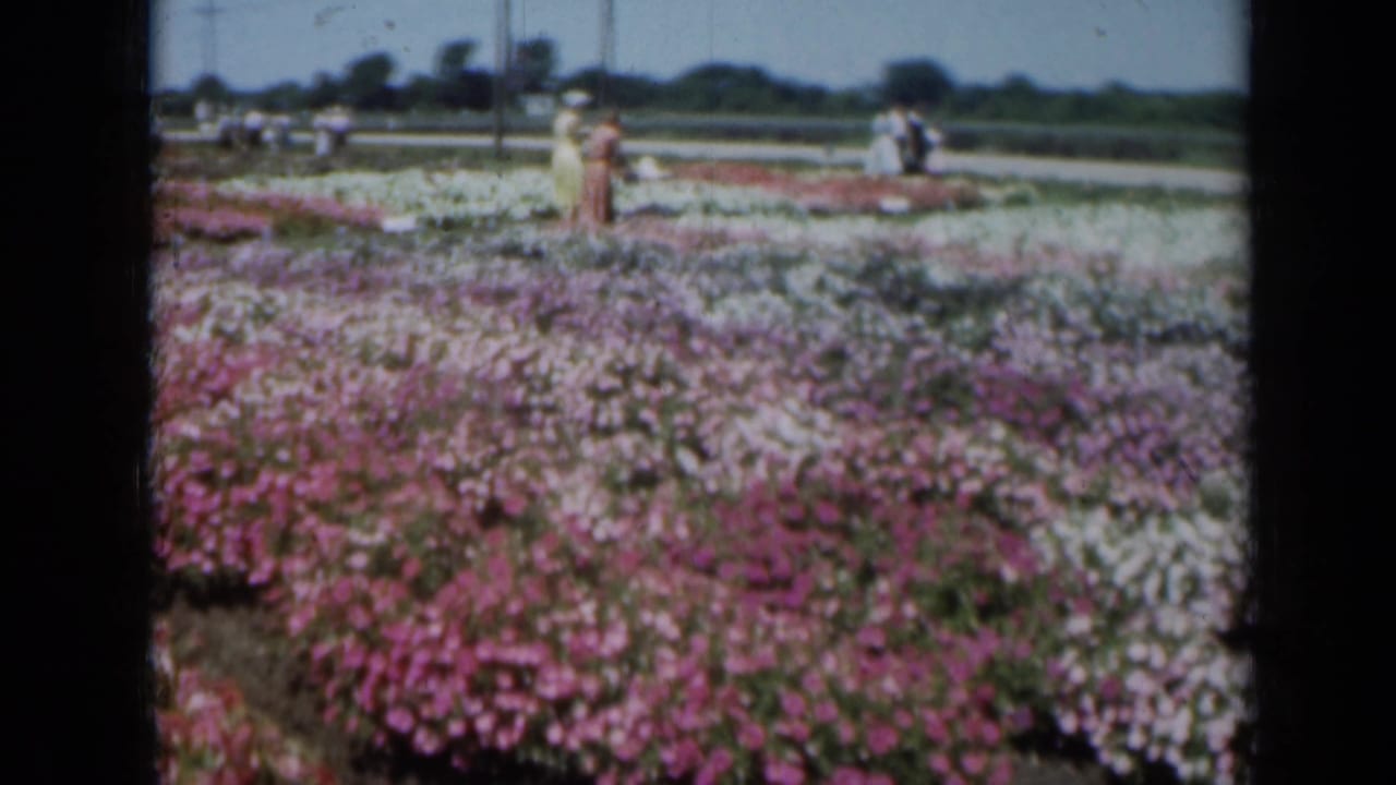 1961 Missouri garden scene with dense pink and white blooms in front and small groups of visitors in the distance.