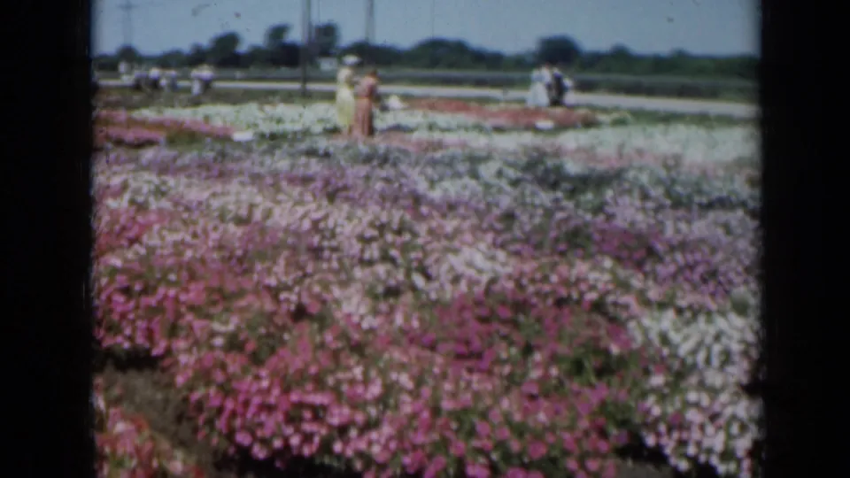 1961 Missouri garden scene with dense pink and white blooms in front and small groups of visitors in the distance.