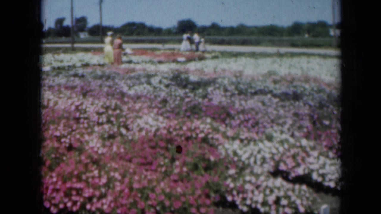 1961 Missouri home-movie still with women in vintage dresses beside rows of pale and purple garden flowers.