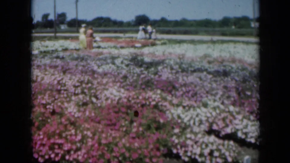 1961 Missouri home-movie still with women in vintage dresses beside rows of pale and purple garden flowers.