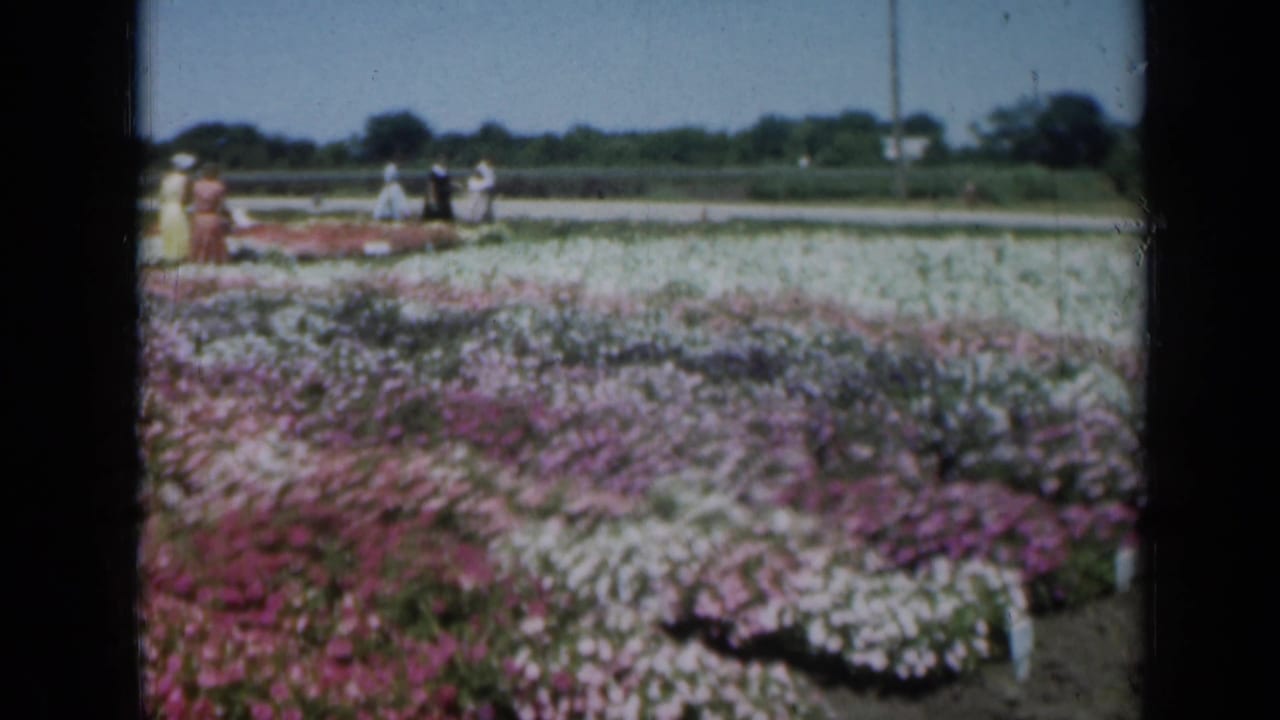 1961 Missouri frame showing a broad flower garden with women and distant visitors walking near the road beyond the beds.