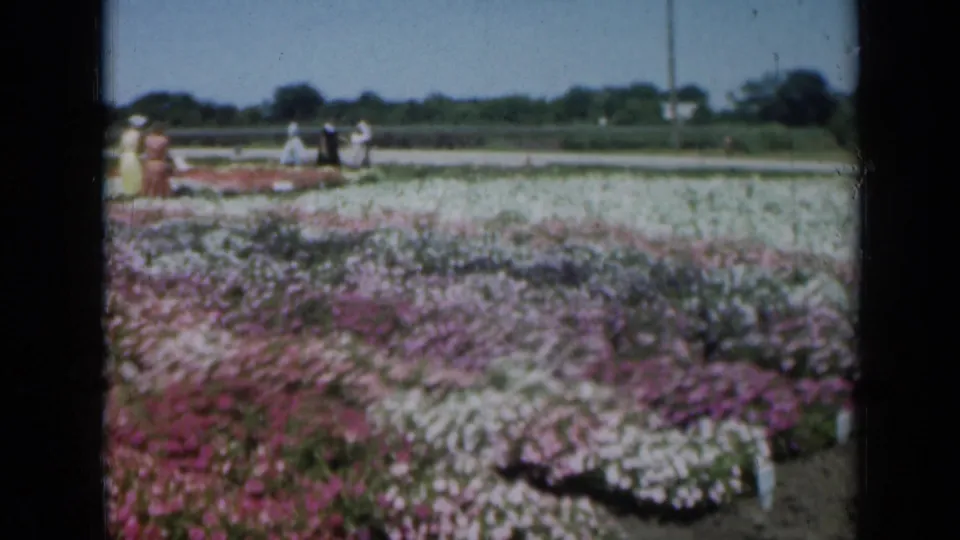1961 Missouri frame showing a broad flower garden with women and distant visitors walking near the road beyond the beds.