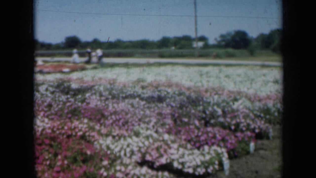 1961 Missouri 8mm frame showing rows of pink and white flowers near a road, with small visitor figures and trees in the distance.