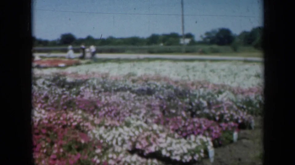 1961 Missouri 8mm frame showing rows of pink and white flowers near a road, with small visitor figures and trees in the distance.