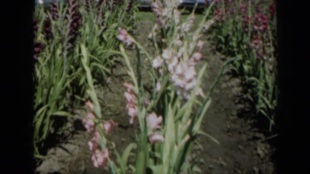 Close 1961 Missouri 8mm view of tall pink garden flowers, with rows receding and mid-century cars partly visible beyond the blooms.