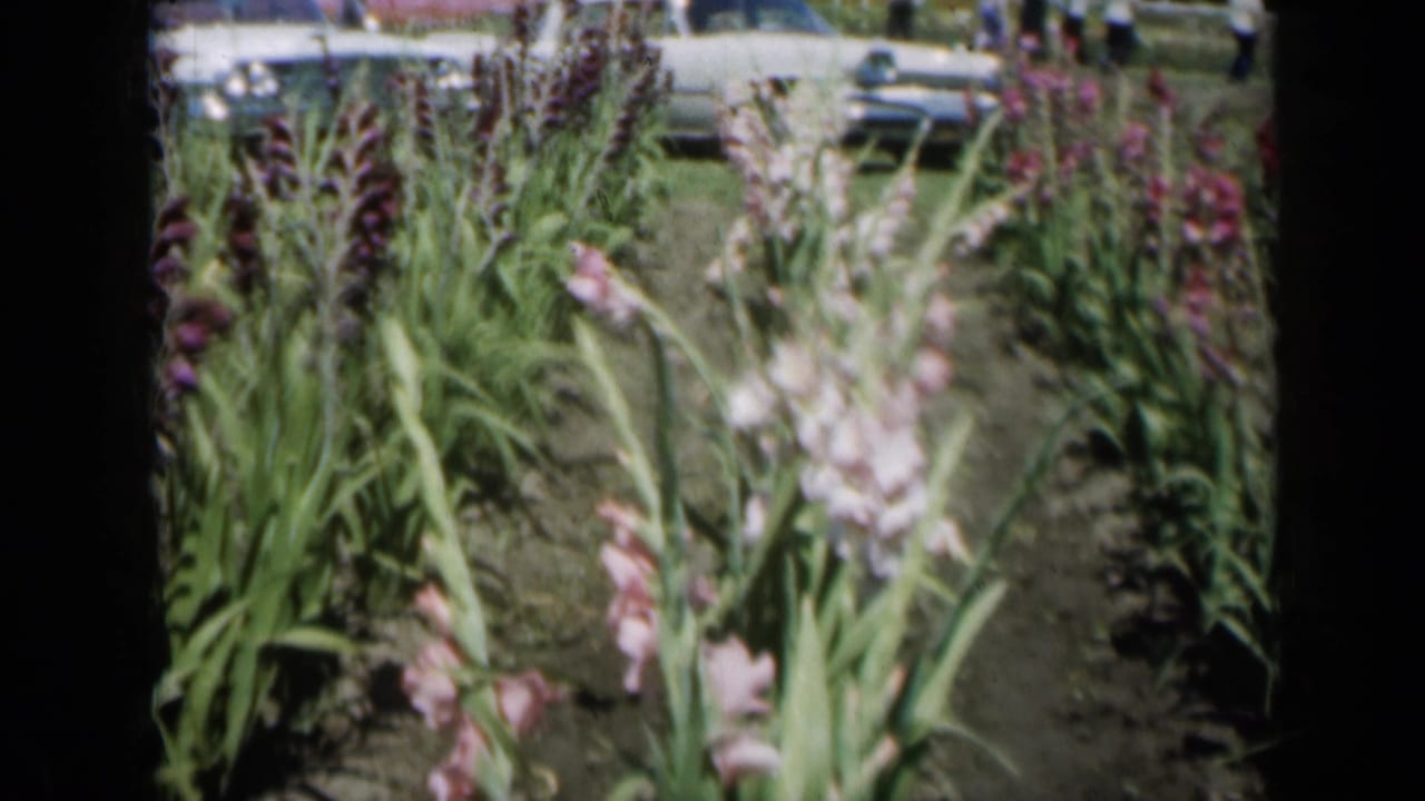 1961 Missouri home-movie frame showing tall pink flowers close to camera, with white cars and distant people near the garden edge.