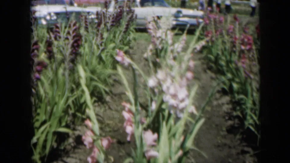 1961 Missouri home-movie frame showing tall pink flowers close to camera, with white cars and distant people near the garden edge.