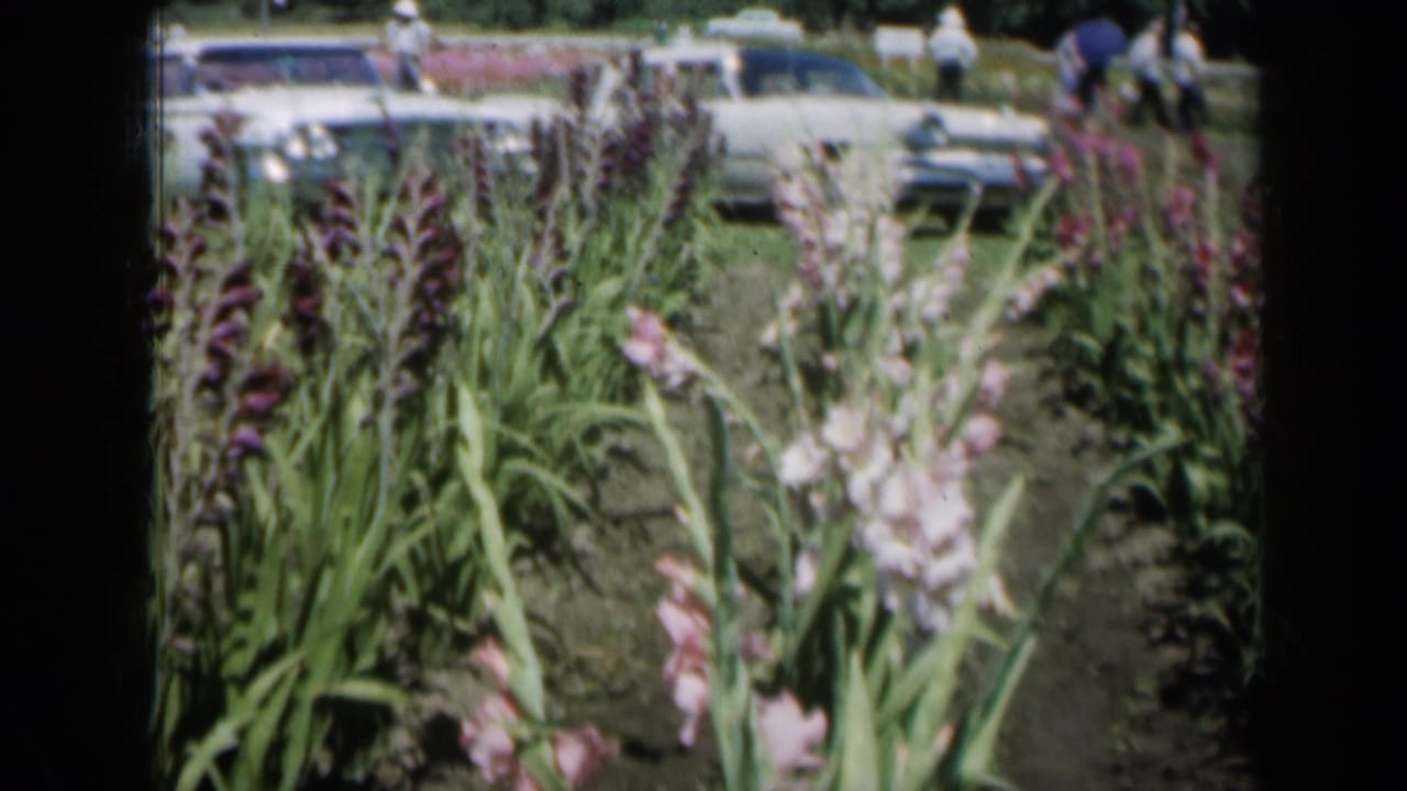 1961 Missouri 8mm frame showing tall gladiolus rows in bloom, with period cars and a few distant garden visitors in the background.