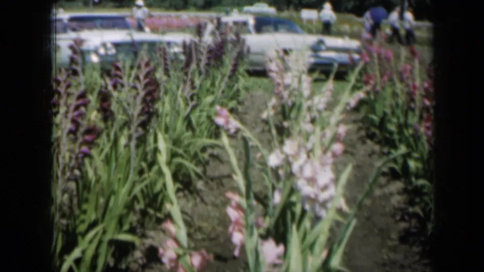 1961 Missouri 8mm frame showing tall gladiolus rows in bloom, with period cars and a few distant garden visitors in the background.