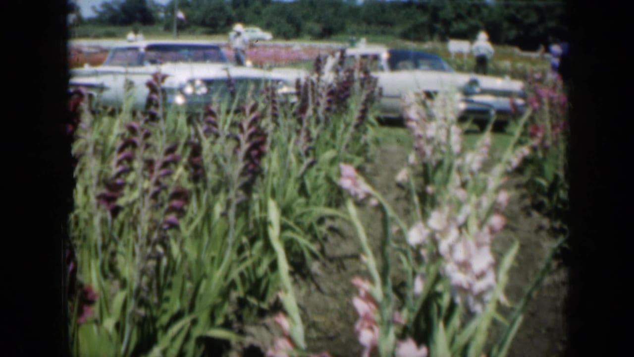 Missouri garden footage from 1961 appears to show gladiolus blooms filmed from within the rows, with 1960s cars and visitors beyond.