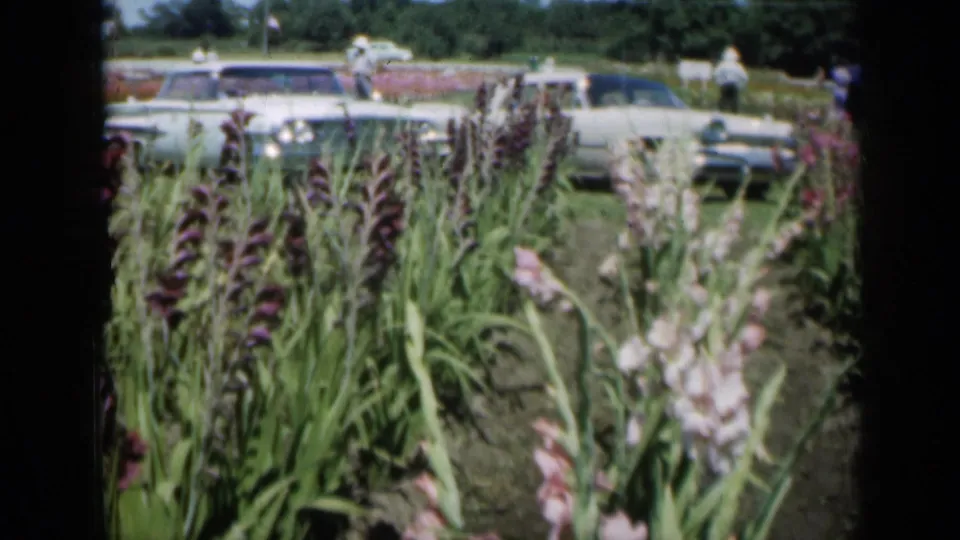 Missouri garden footage from 1961 appears to show gladiolus blooms filmed from within the rows, with 1960s cars and visitors beyond.