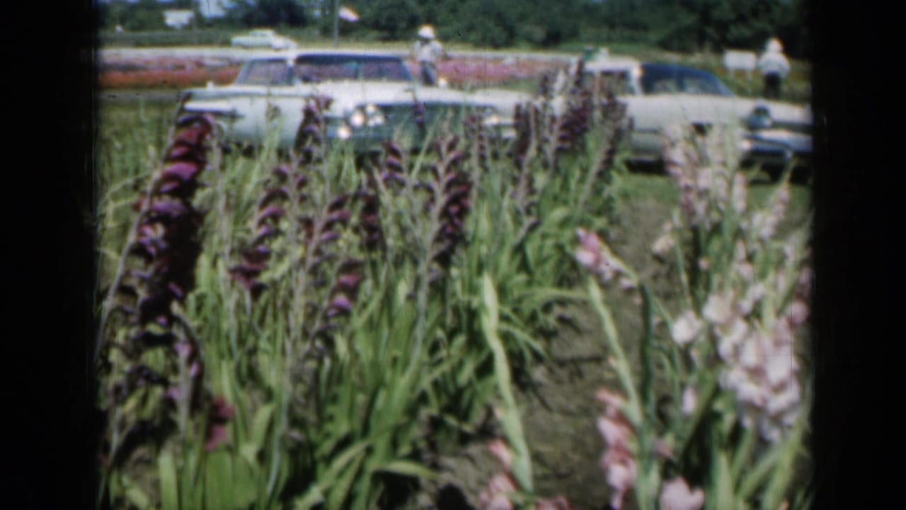 A handheld 8mm view from a Missouri flower garden in 1961, with tall gladiolus blooms partly obscuring parked cars and visitors.