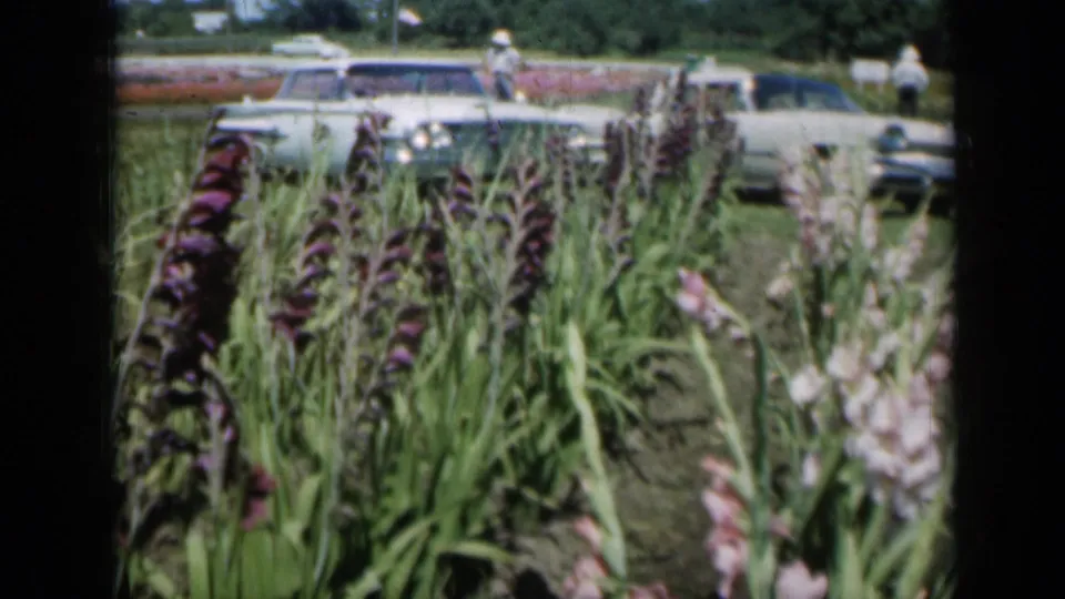A handheld 8mm view from a Missouri flower garden in 1961, with tall gladiolus blooms partly obscuring parked cars and visitors.