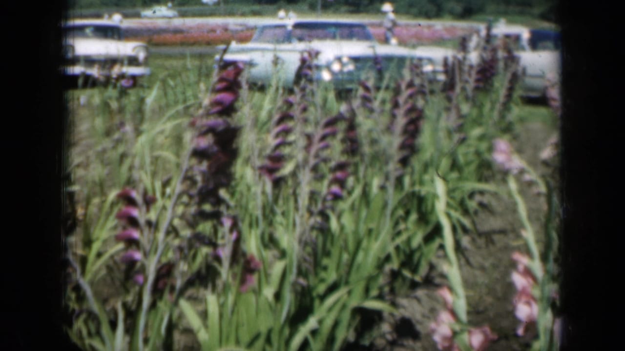 Final 1961 Missouri garden frame showing tall blooming rows, a grassy area, parked mid-century cars, and distant visitors.