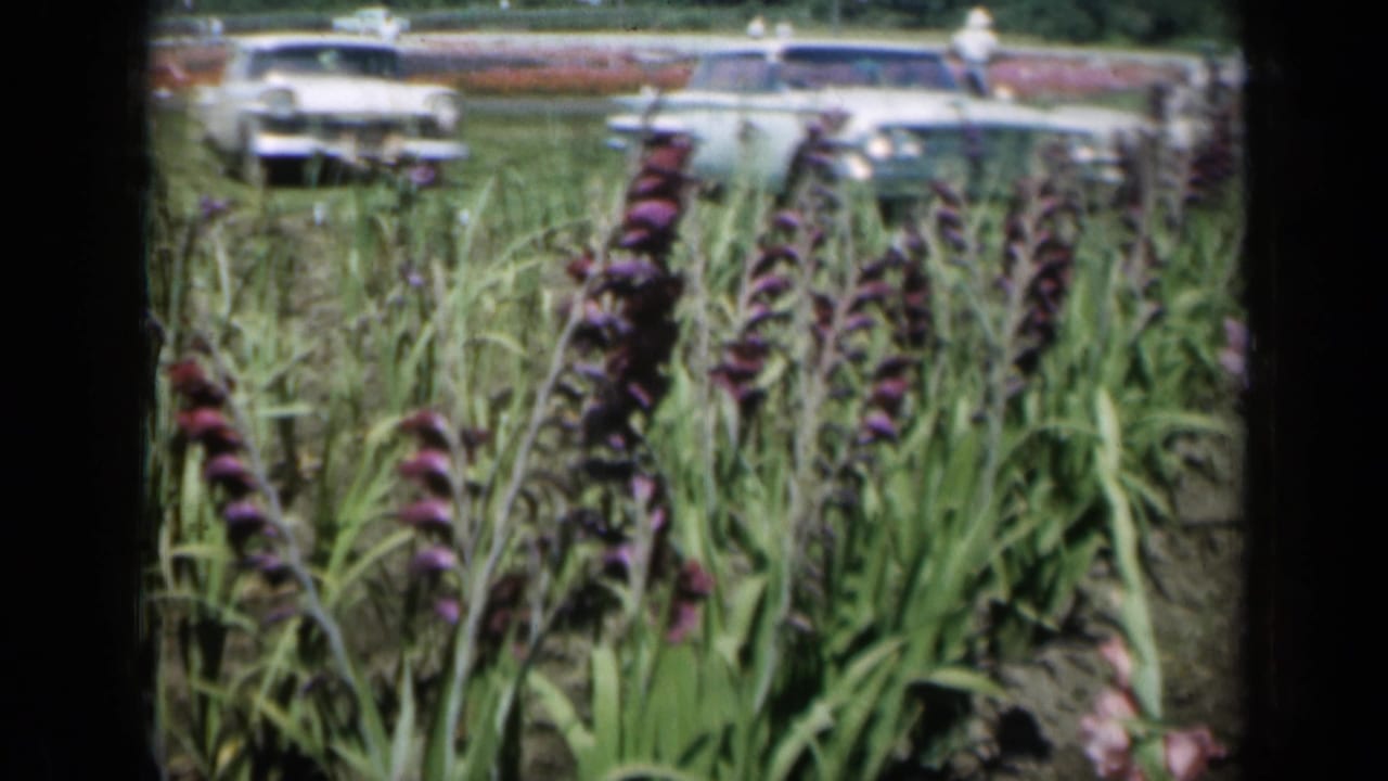 Purple flower spikes in a garden row with parked cars beyond the beds.