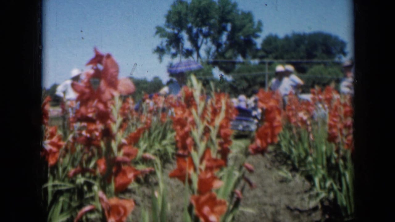 Home-movie frame from a 1961 Missouri garden event showing red gladiolus, distant visitors, shade umbrellas, a tree, and blue sky.