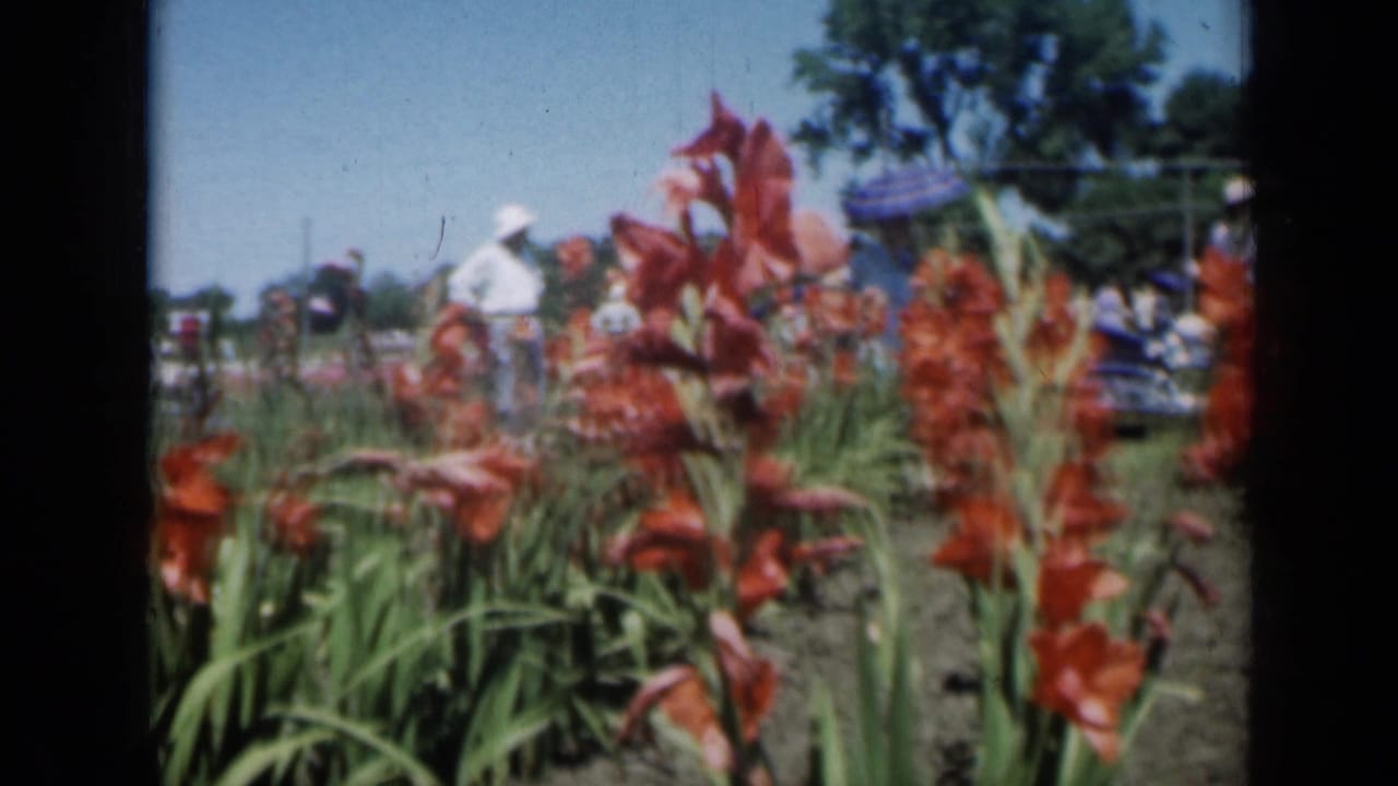 1961 Missouri 8mm frame with red flower beds, adults in light summer clothing, umbrellas, trees, and open sky at a garden social event.