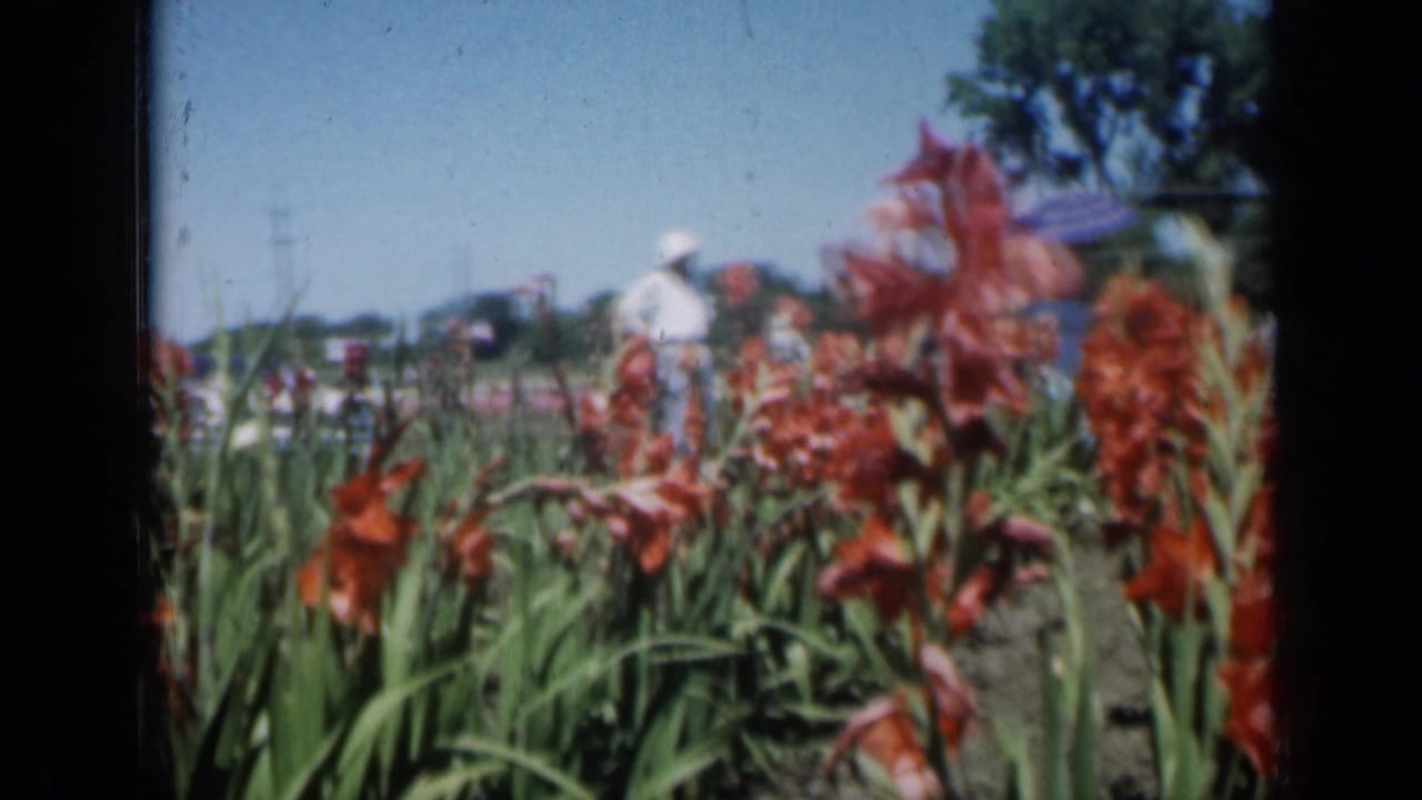 Rows of red flowers with a distant person in a white hat under a blue sky.