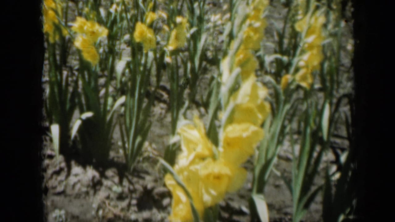 Close view of yellow flowers growing in rows with green leaves and soil.