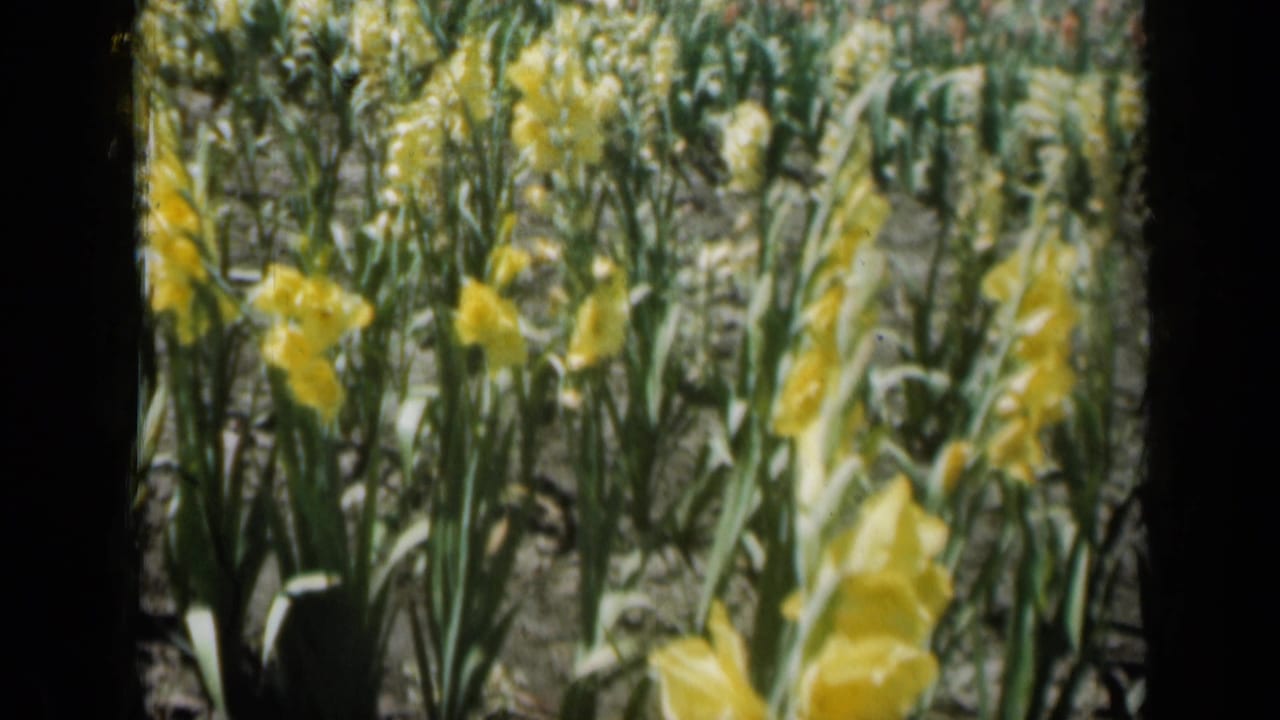Soft 8mm frame of yellow flowers in a Missouri garden, with dense green leaves and soil visible between cultivated rows.