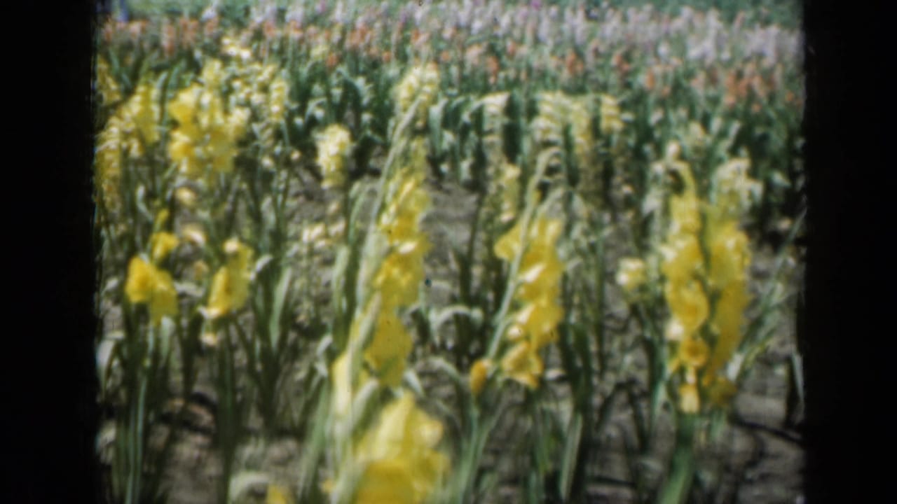 1961 Missouri garden view with repeated rows of yellow flowers, green leaves, and soft color from handheld 8mm footage.