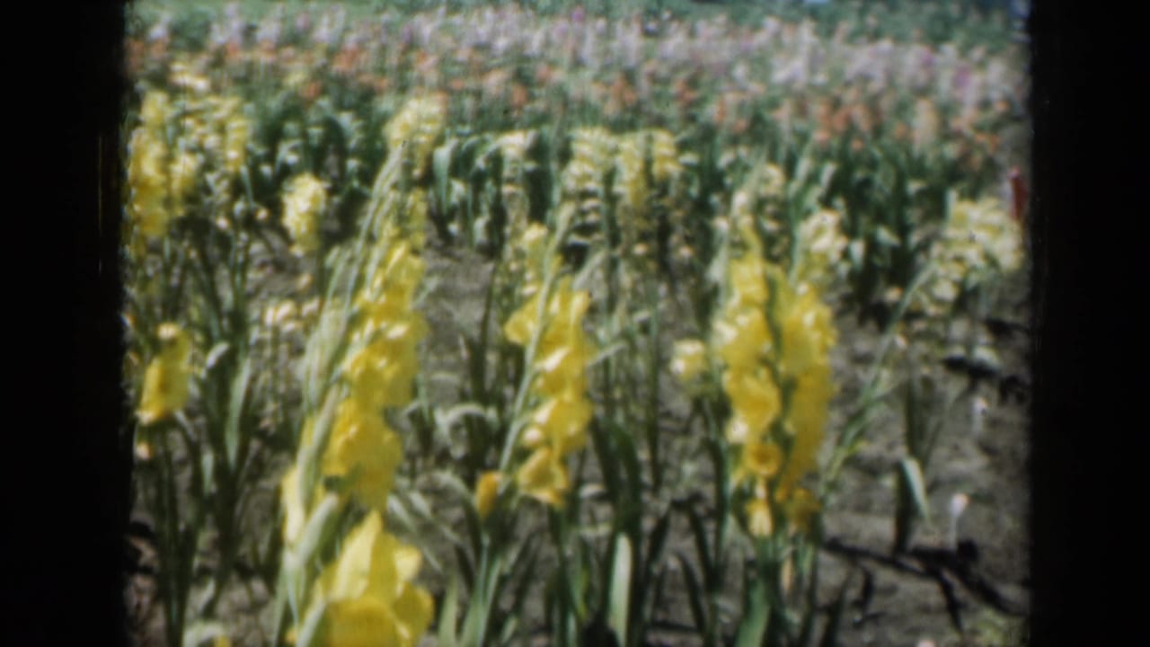 Yellow gladiolus flowers growing in rows under bright sun.