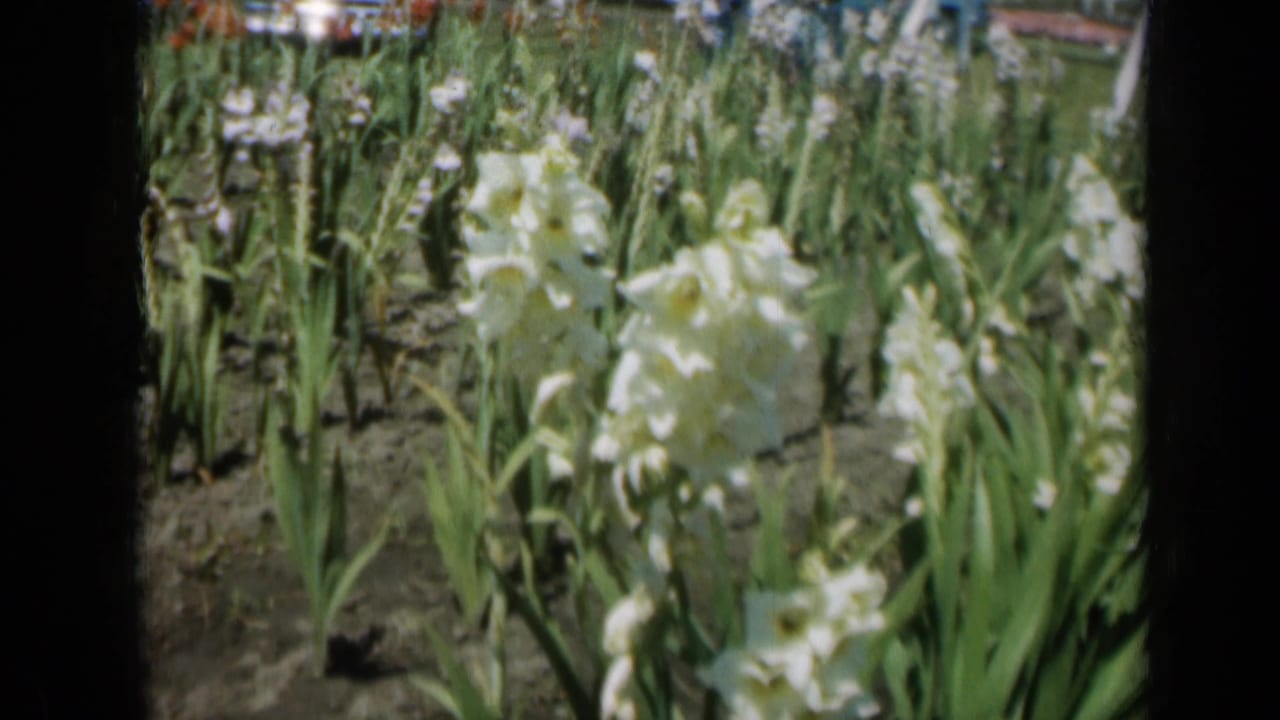 White gladiolus flowers in a garden bed with tall green leaves.