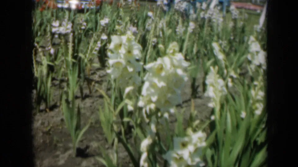 White gladiolus appear among tall green leaves in a Missouri garden, recorded on soft color 8mm home-movie film.