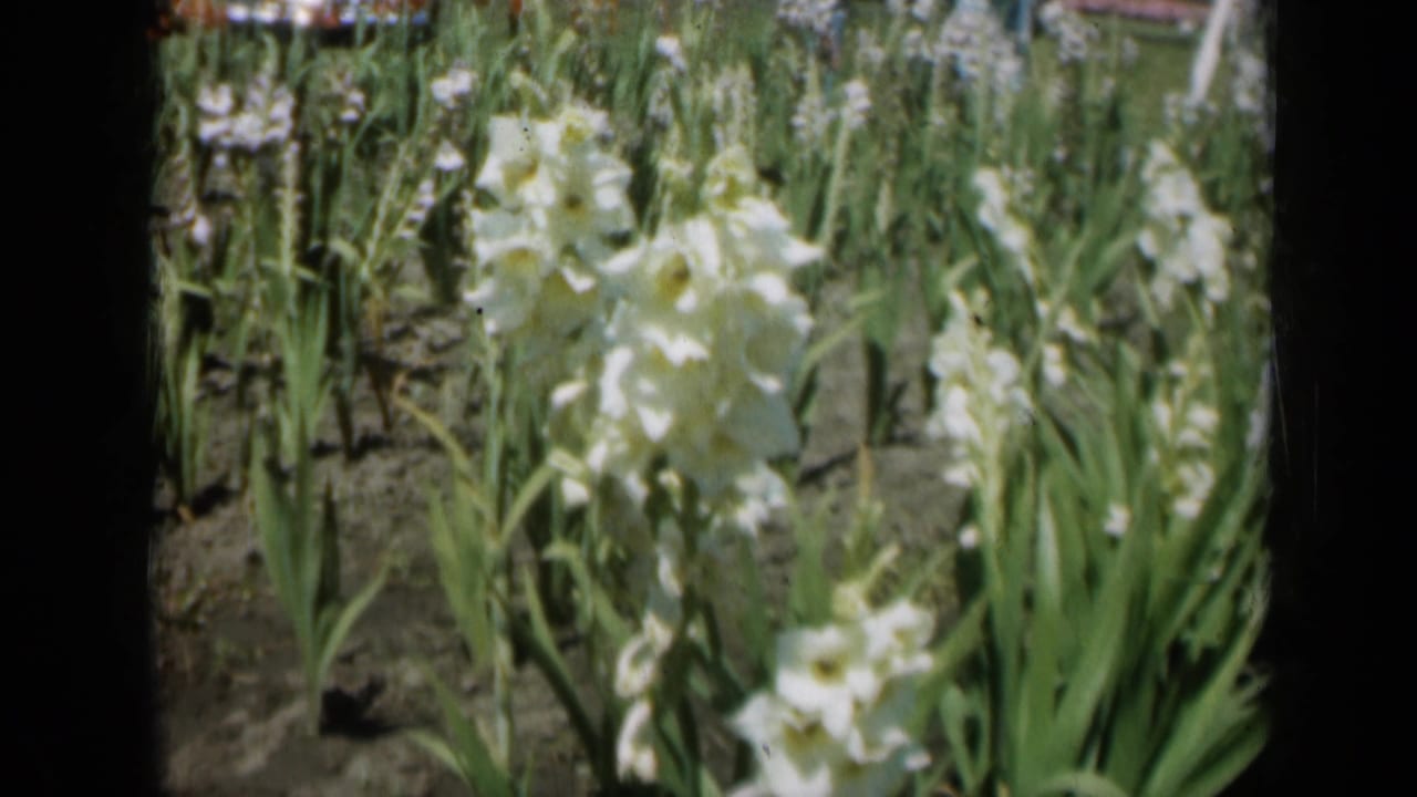 A closer handheld view shows white gladiolus blossoms and surrounding green leaves in the 1961 Missouri garden footage.