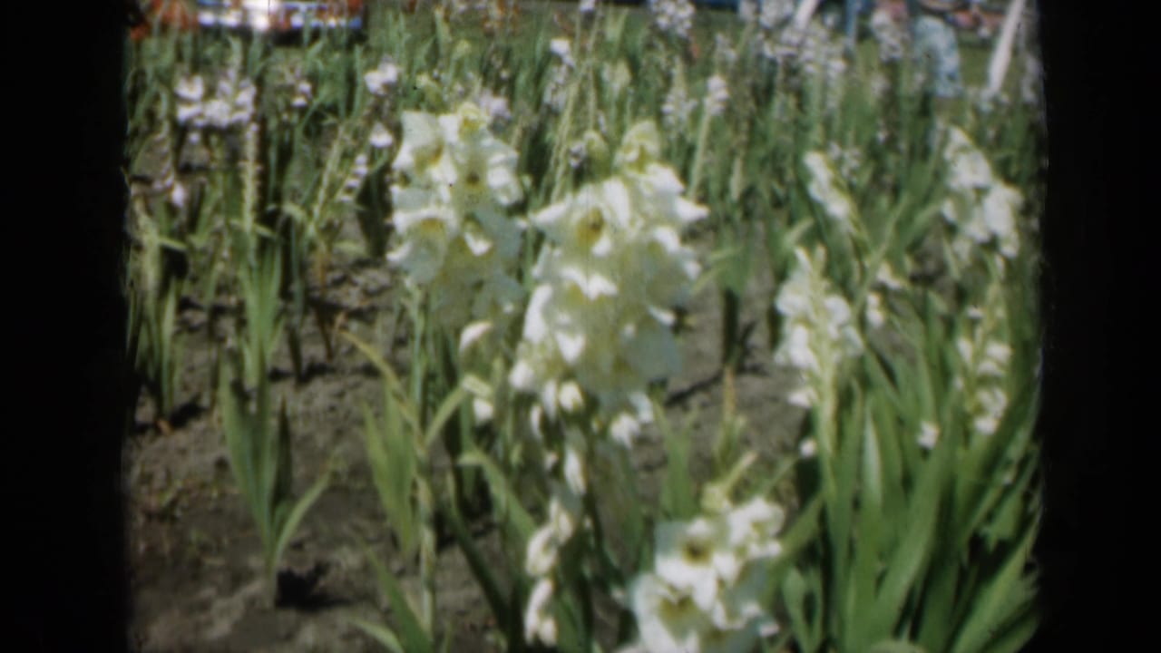 White gladiolus remain centered among dense green foliage as the 8mm camera lingers on the sunny Missouri garden.
