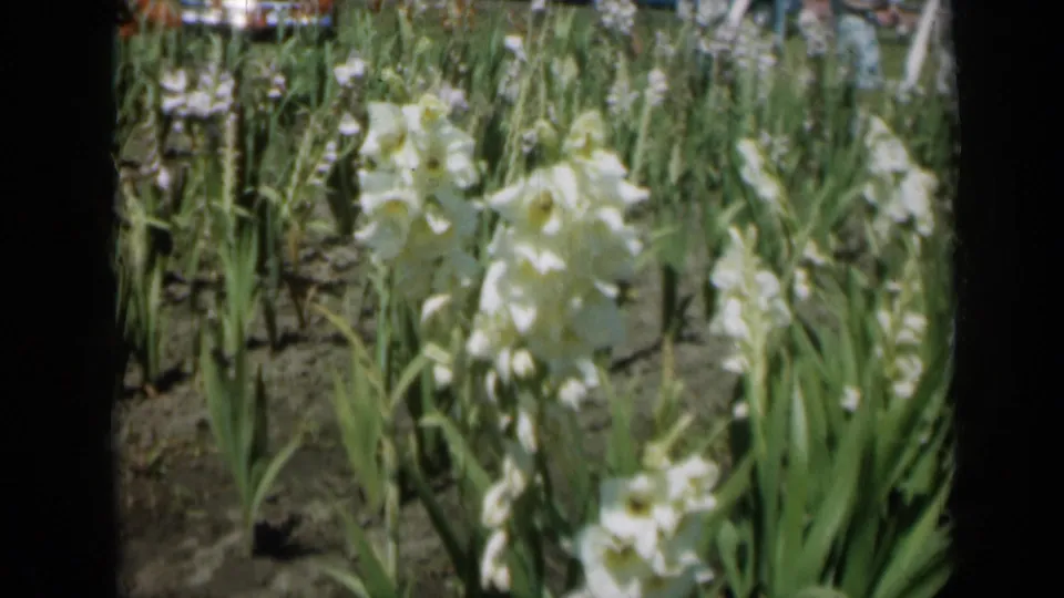 White gladiolus remain centered among dense green foliage as the 8mm camera lingers on the sunny Missouri garden.